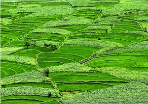 قدرتی خوبصورتی چترال وادی فیلڈ پاکستان 